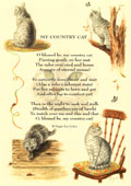 Country Rhymes poetry - My Country Cat