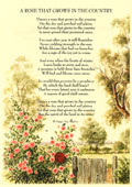 Country Rhymes poetry -  - A Rose that grows in the Country